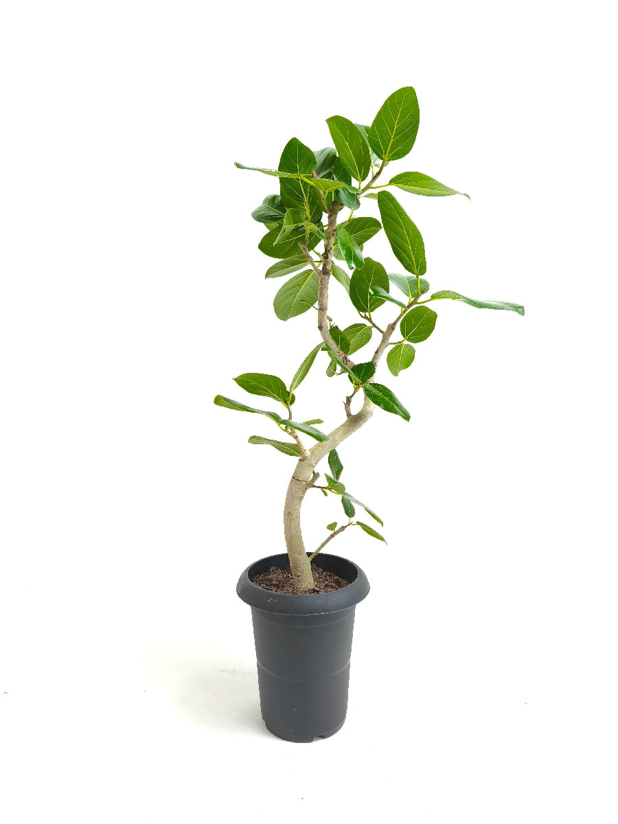 現品商品@9 ベンガレンシス 6号（高さ：84cm、幅：38cm）