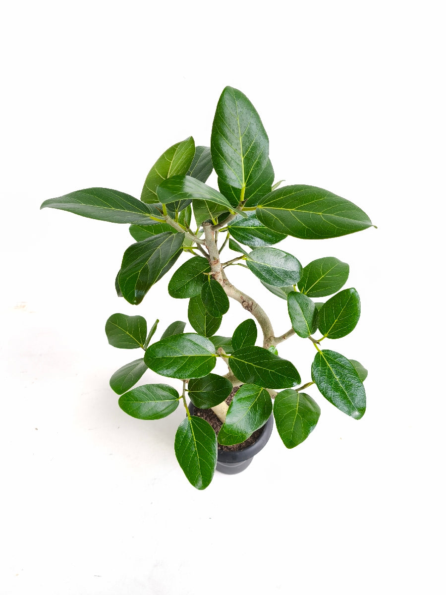 現品商品@1 ベンガレンシス 6号（高さ：84cm、幅：49cm）