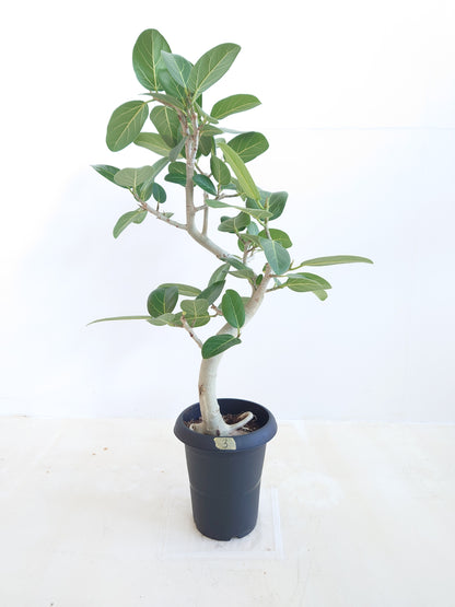 現品商品@3 ベンガレンシス 6号（高さ：86cm、幅：45cm）