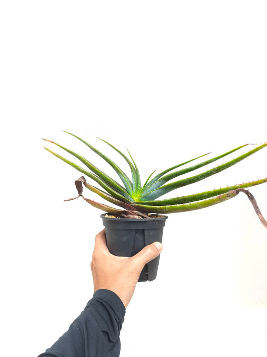 現品商品@2 アロエ・スプラフォリアータ 4号（高さ：28cm、幅：51cm）