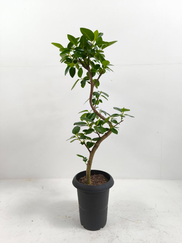 現品商品＠1 フランスゴム 6号（高さ：85cm、幅：33cm）