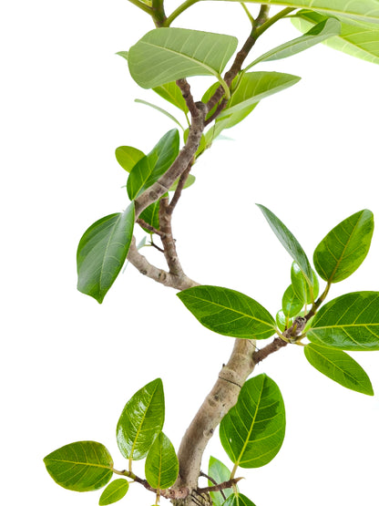 現品商品@2 アルテシマ 6号（高さ：94cm、幅：50cm）