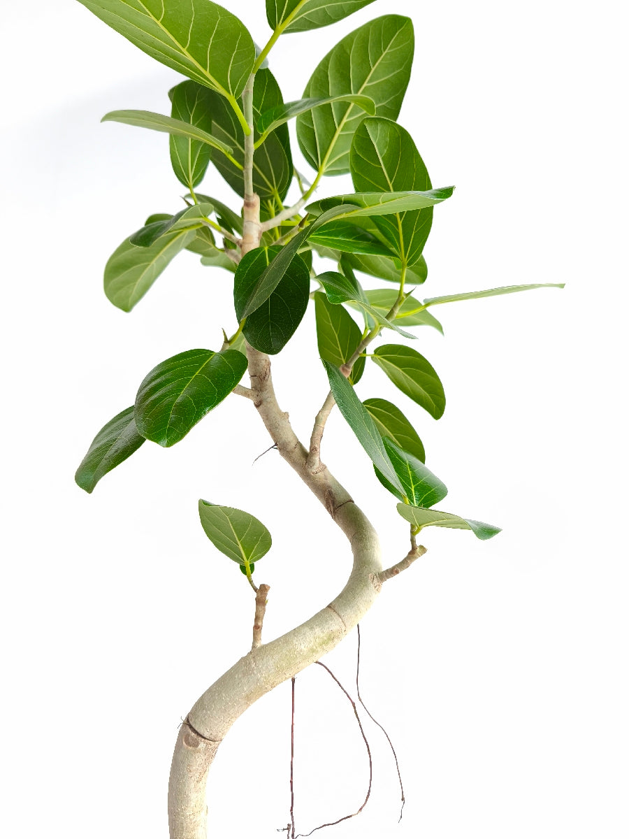 現品商品@2 ベンガレンシス 6号（高さ：89cm、幅：41cm）