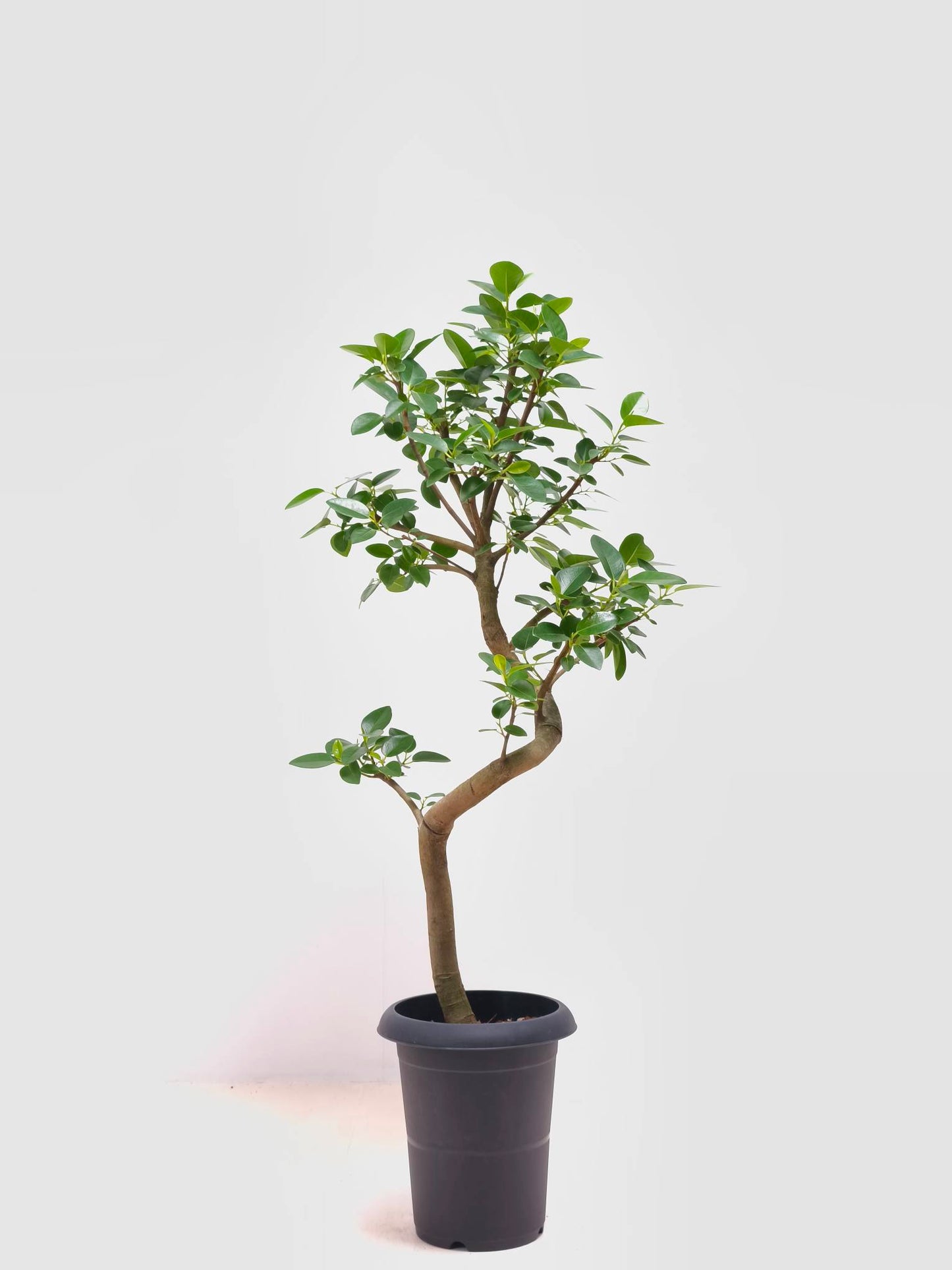現品商品＠3 フランスゴム 6号（高さ：93cm、幅：43cm）
