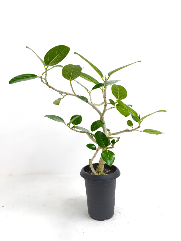 【Unique Form】ベンガレンシス 6号（高さ：79cm、幅：60cm）#14