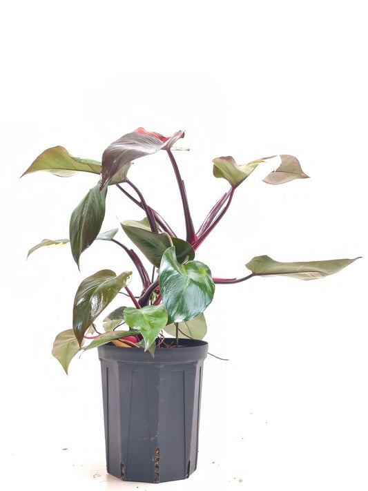 現品商品@1 フィロデンドロン・ピンクプリンセス 6号（高さ：58cm、幅：72cm）