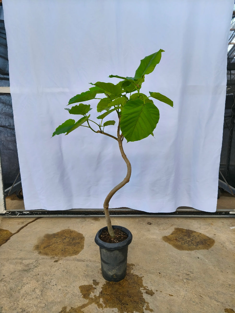 現品商品＠2 ウンベラータ 6号（高さ：103cm、幅：54cm）