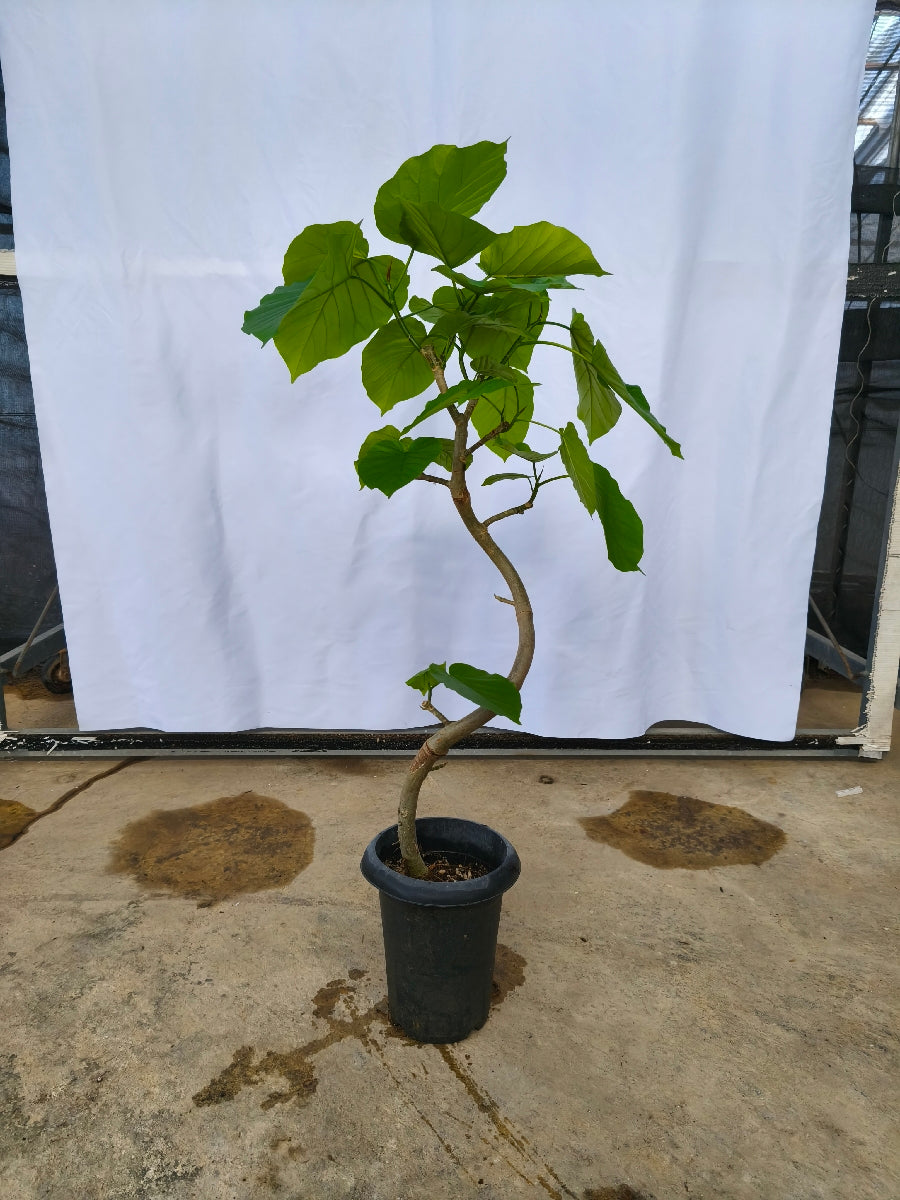 ウンベラータの通販 | 観葉植物の通販はAONOKI（あおのき）