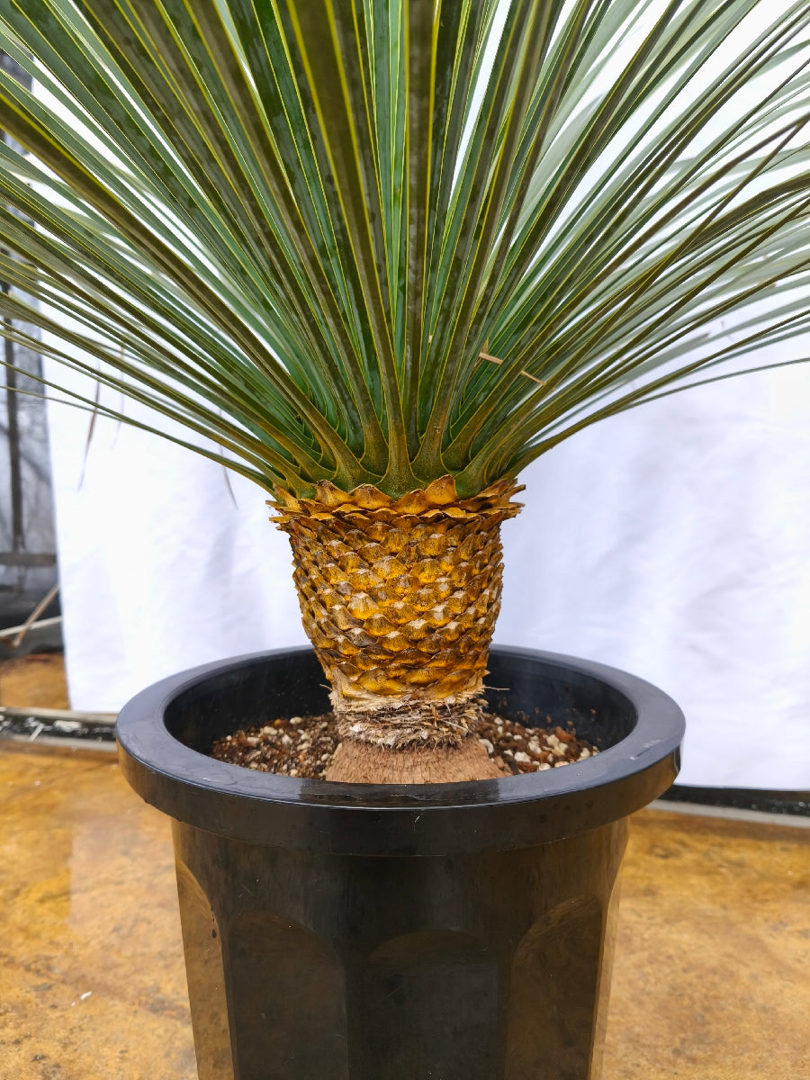 ユッカ・ロストラータの通販 | 観葉植物の通販はAONOKI（あおのき）
