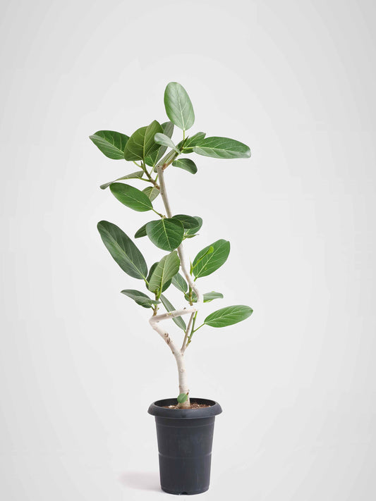 現品商品@11 ベンガレンシス 6号（高さ：98cm、幅：47cm）