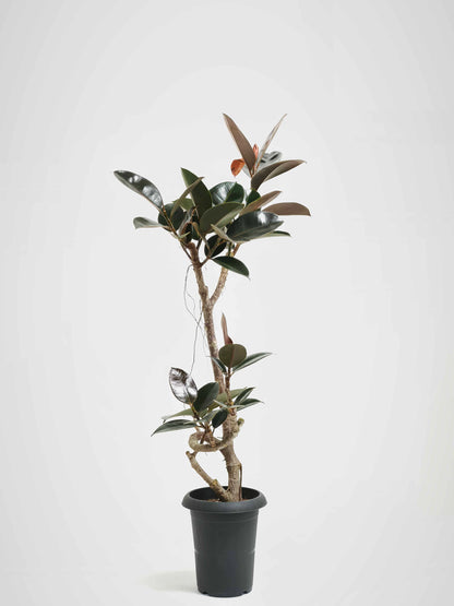 現品商品@3 バーガンディ 6号（高さ：105cm、幅：72cm）