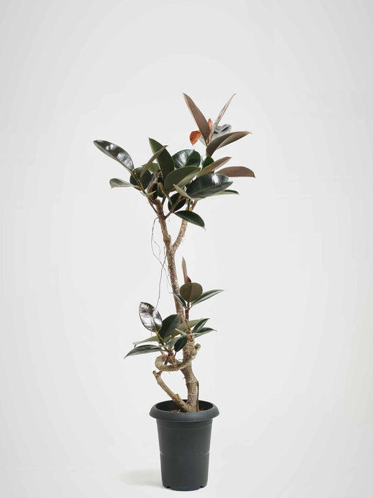現品商品@3 バーガンディ 6号（高さ：105cm、幅：72cm）
