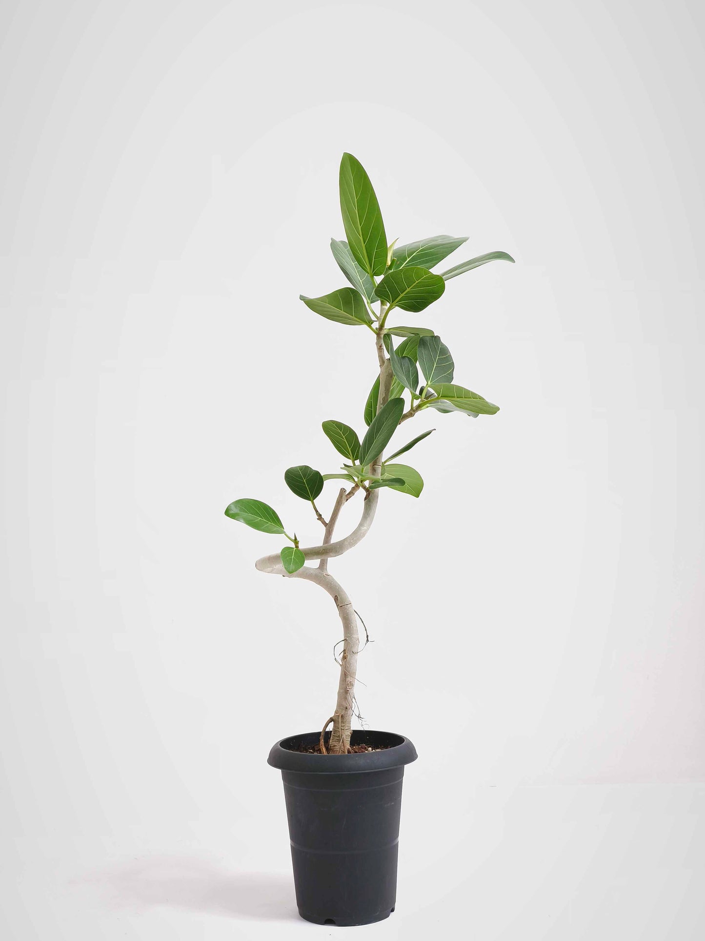 現品商品@10 ベンガレンシス 6号（高さ：90cm、幅：45cm）