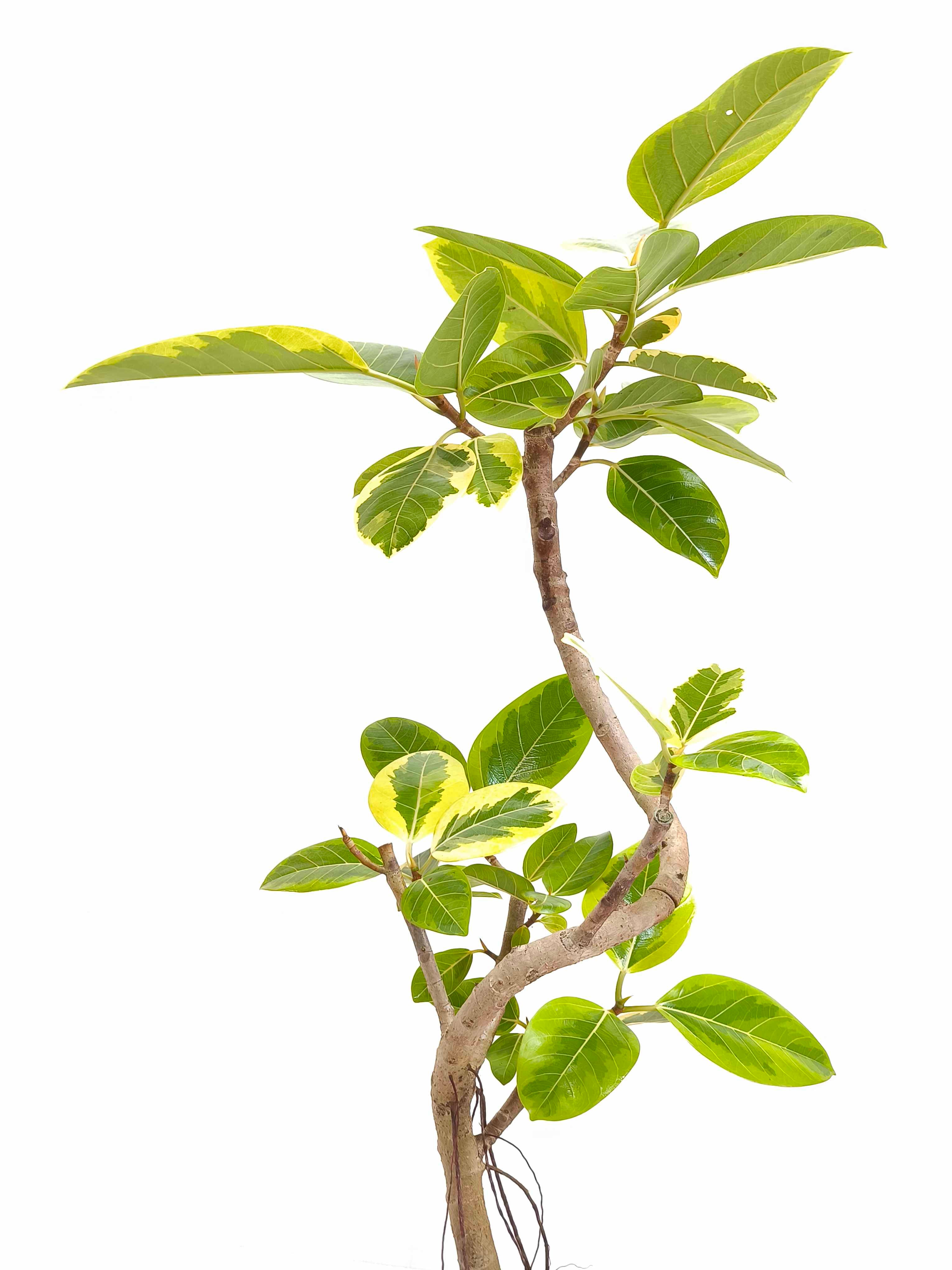 フィカス・アルテシマ B 約140cm　神奈川県辻堂、茅ケ崎、平塚にて受け渡し フィカス・アルテシマ B 約140cm 神奈川県辻堂、茅ケ崎、平塚に