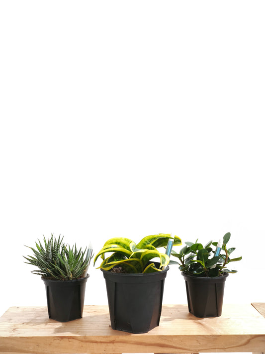 初心者向け 観葉植物3点セット #3