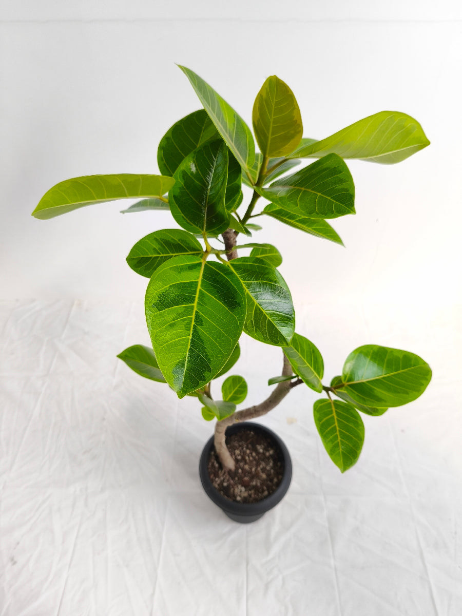 現品商品@4 アルテシマ 6号（高さ：88cm、幅：45cm）