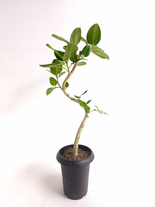 現品商品@5 ベンガレンシス 6号（高さ：80cm、幅：43cm）