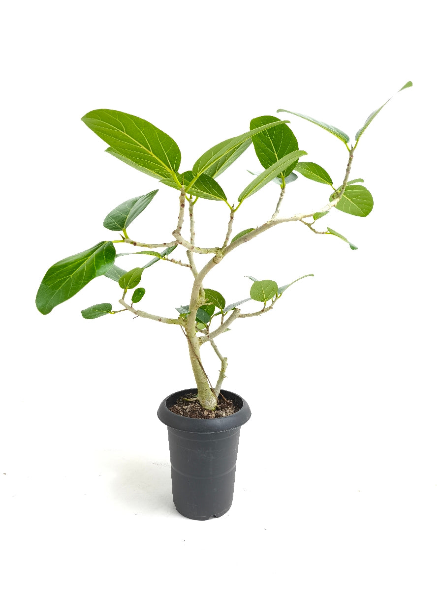 【Unique Form】ベンガレンシス 6号（高さ：79cm、幅：60cm）#14