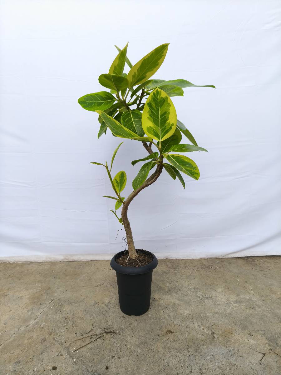 現品商品@6 アルテシマ 6号（高さ：99cm、幅：60cm）