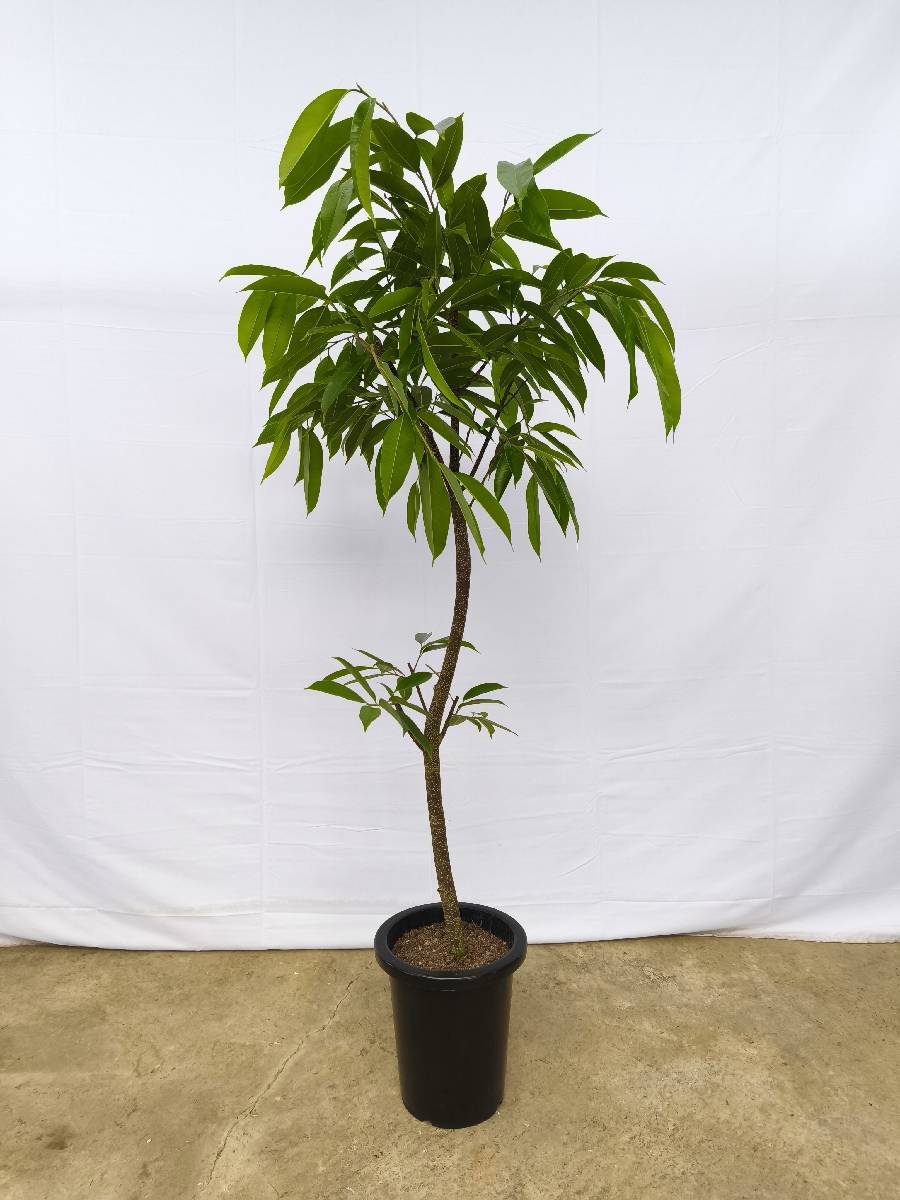 現品商品＠12 アムステルダム 8号（高さ：147cm、幅：67cm）