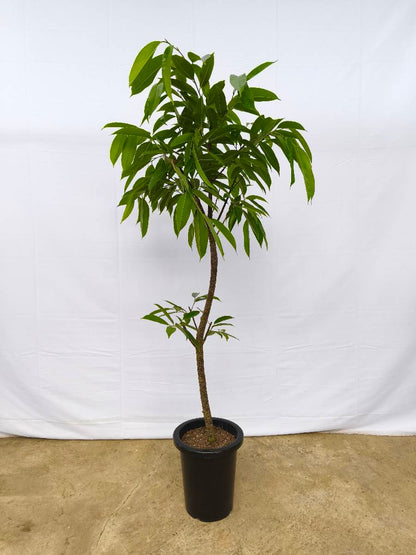 現品商品＠12 アムステルダム 8号（高さ：147cm、幅：67cm）