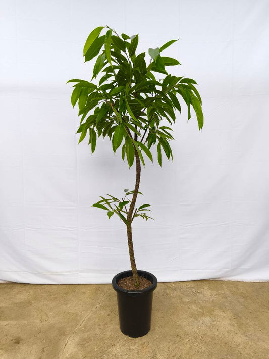 Y2 現品商品＠12 アムステルダム 8号（高さ：147cm、幅：67cm）