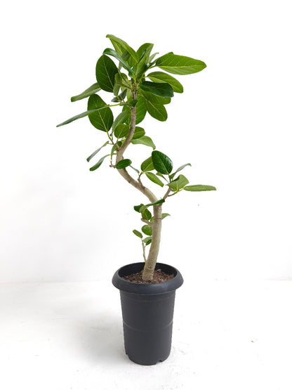 現品商品@9 ベンガレンシス 6号（高さ：84cm、幅：38cm）