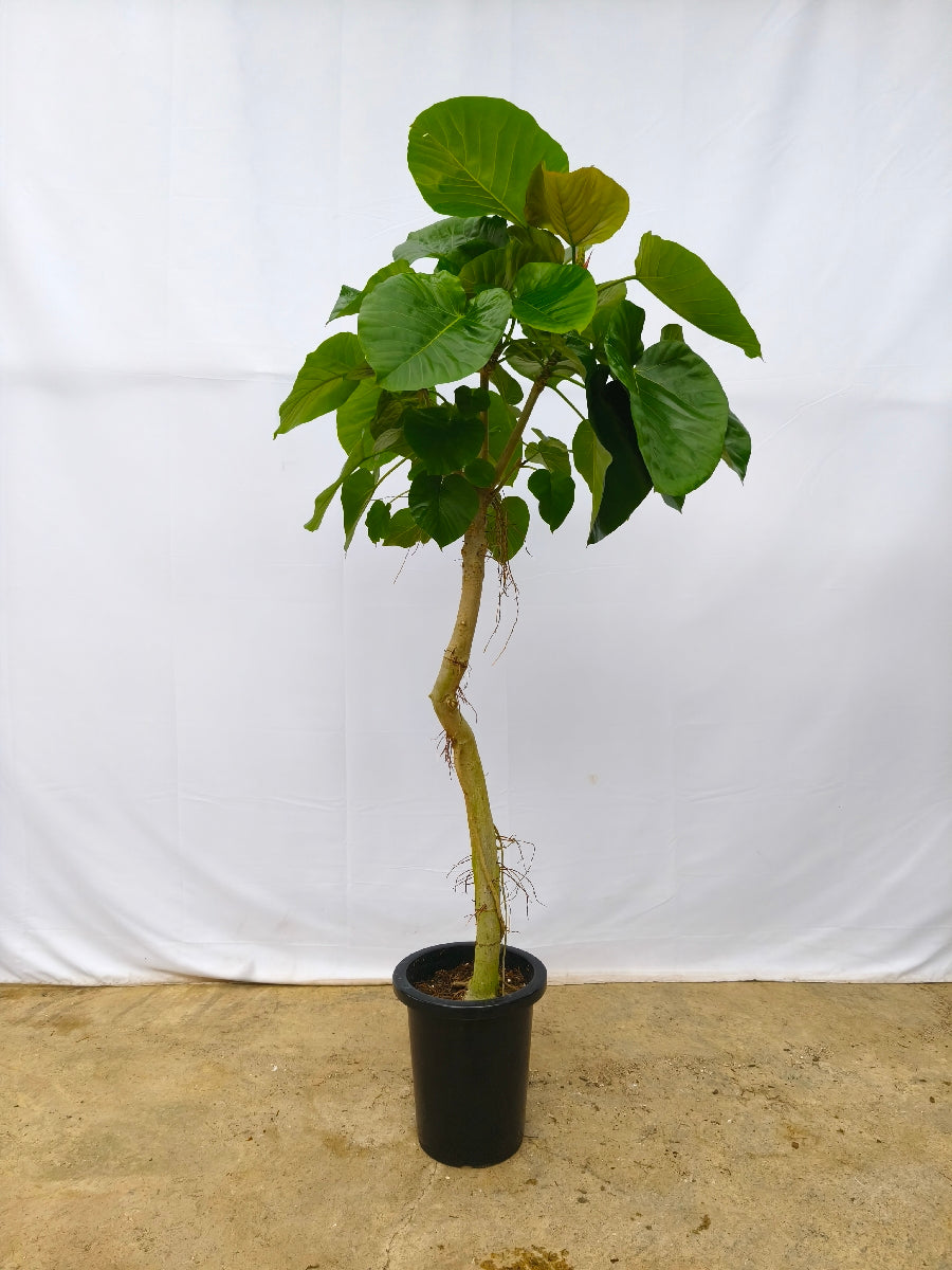 現品商品＠14 ウンベラータ 8号（高さ：151cm、幅：76cm）