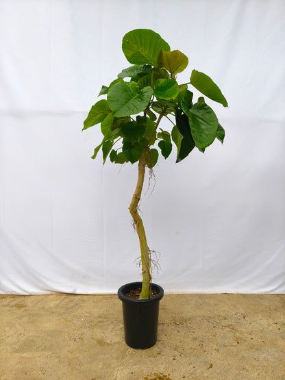 現品商品＠14 ウンベラータ 8号（高さ：151cm、幅：76cm）