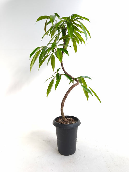 現品商品＠1 アムステルダム 6号（高さ：93cm、幅：38cm）