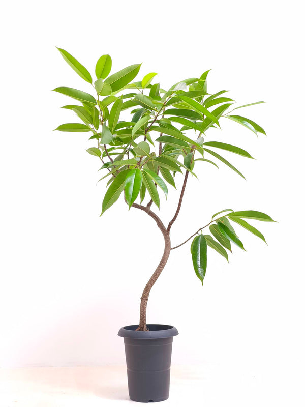 現品商品＠2 アムステルダム 6号（高さ：97cm、幅：82cm）