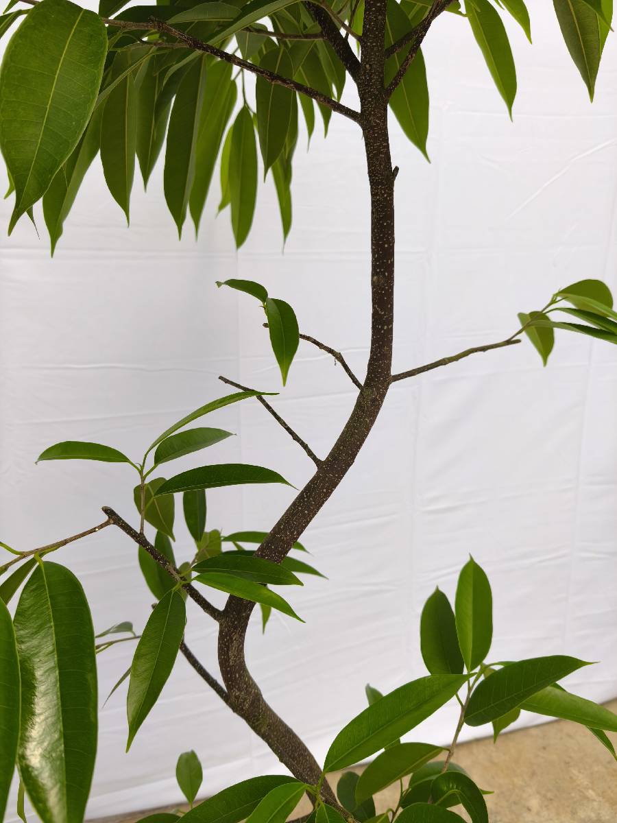 現品商品＠13 アムステルダム 8号（高さ：157cm、幅：62cm）