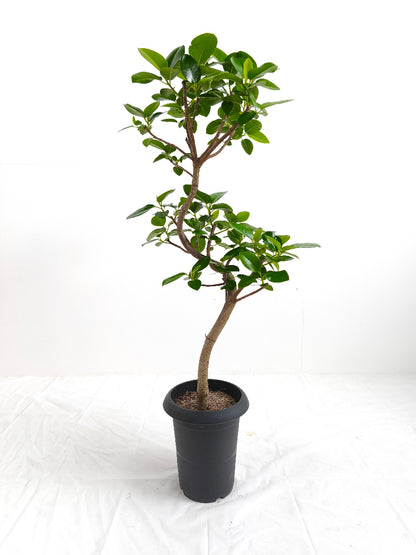 現品商品＠4 フランスゴム 6号（高さ：89cm、幅：45cm）