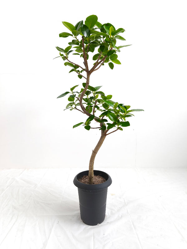 現品商品＠4 フランスゴム 6号（高さ：89cm、幅：45cm）