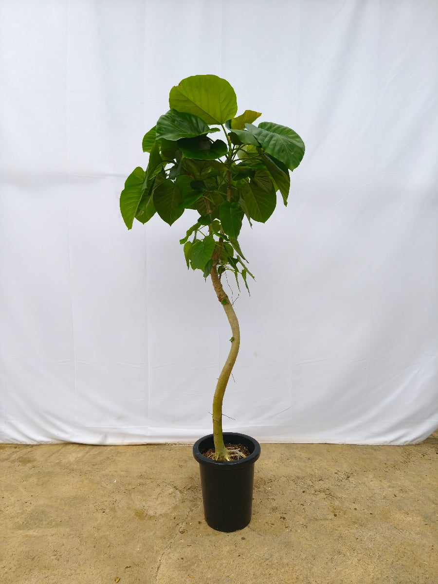 現品商品＠12 ウンベラータ 8号（高さ：153cm、幅：63cm）