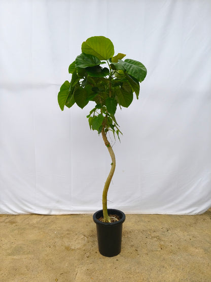 現品商品＠12 ウンベラータ 8号（高さ：153cm、幅：63cm）