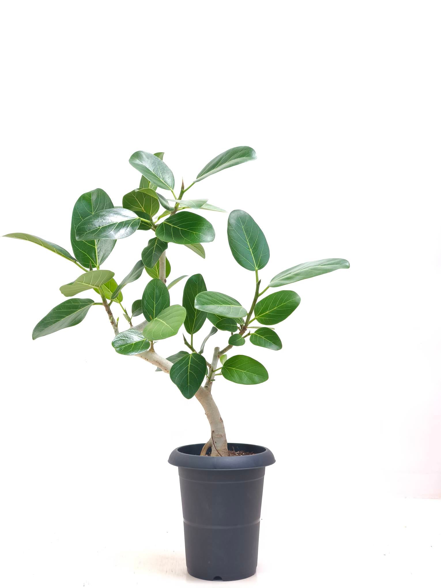フィカス・ベンガレンシス 6号の現品商品 | 観葉植物通販AONOKI