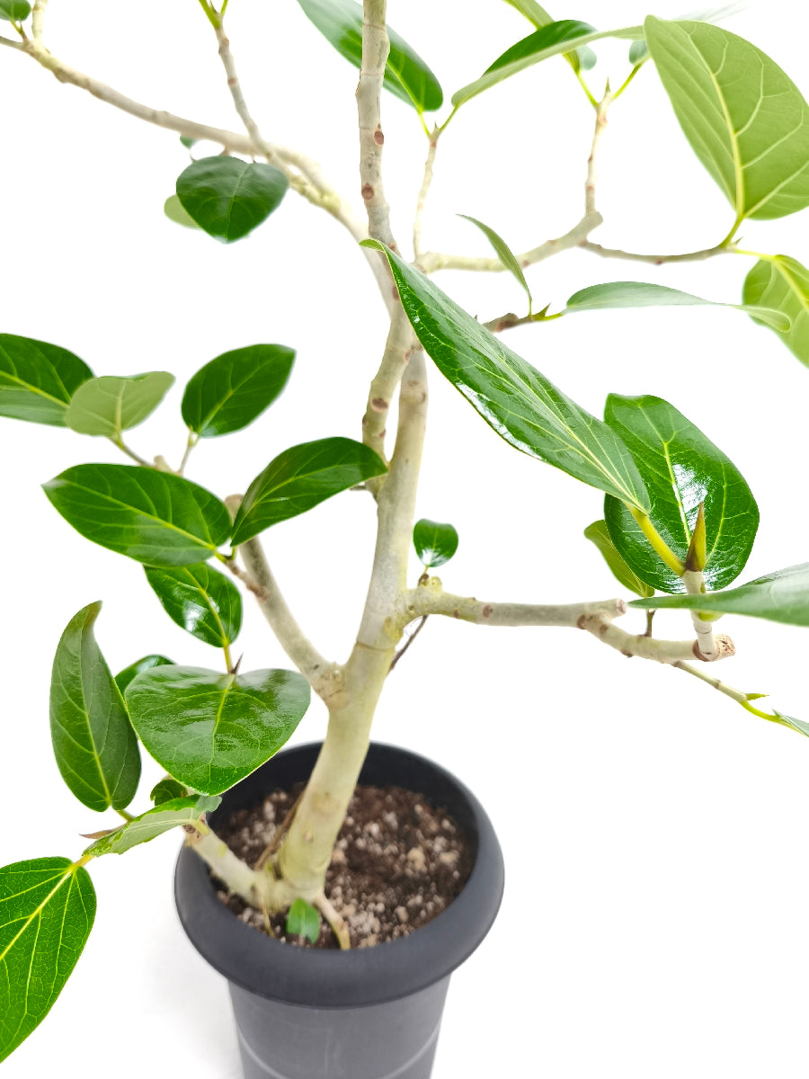 【Unique Form】ベンガレンシス 6号（高さ：79cm、幅：60cm）#14