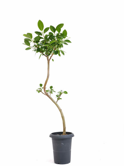 現品商品＠1 フランスゴム 6号（高さ：101cm、幅：34cm）