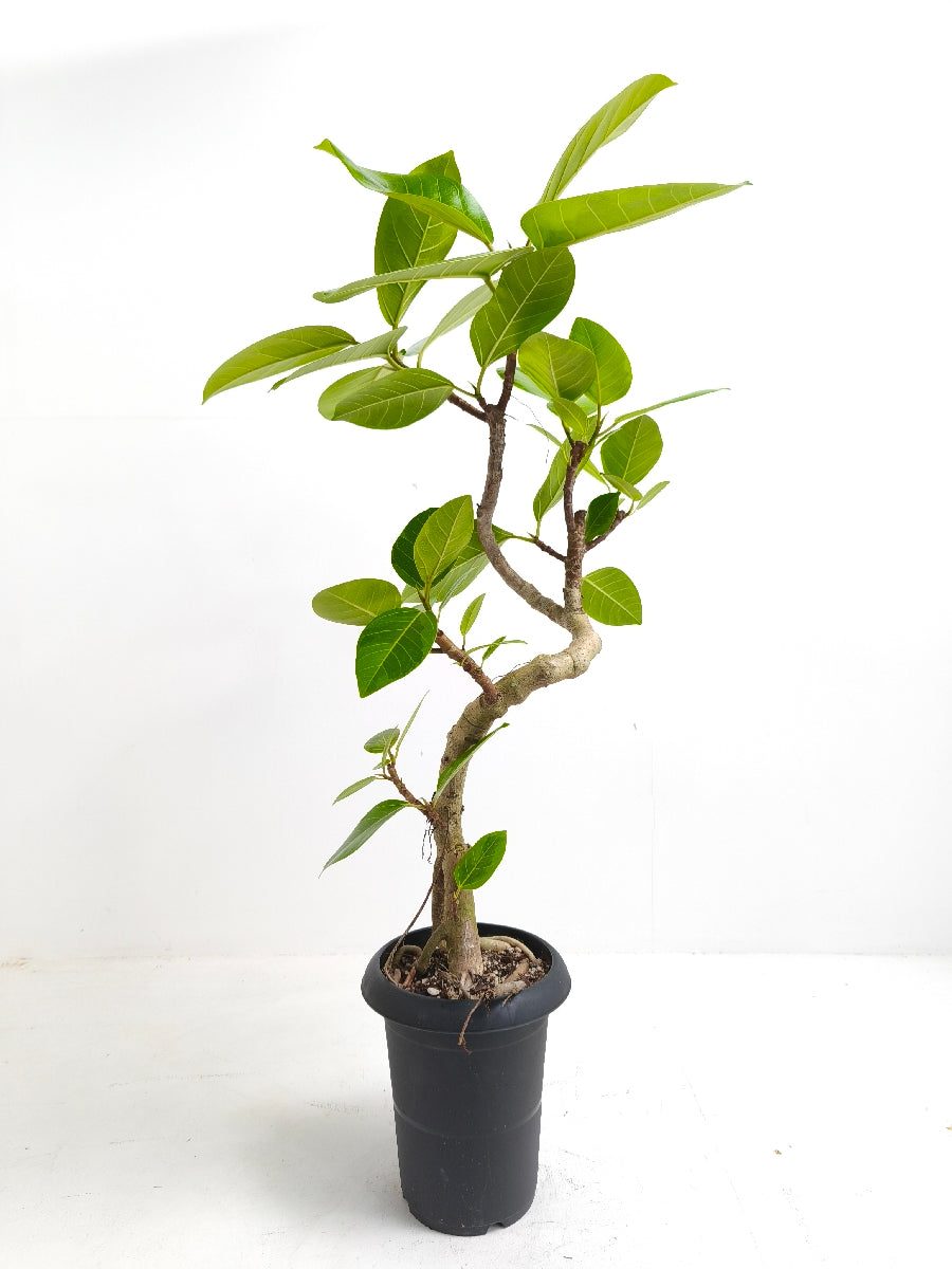 現品商品@2 アルテシマ 6号（高さ：94cm、幅：50cm）