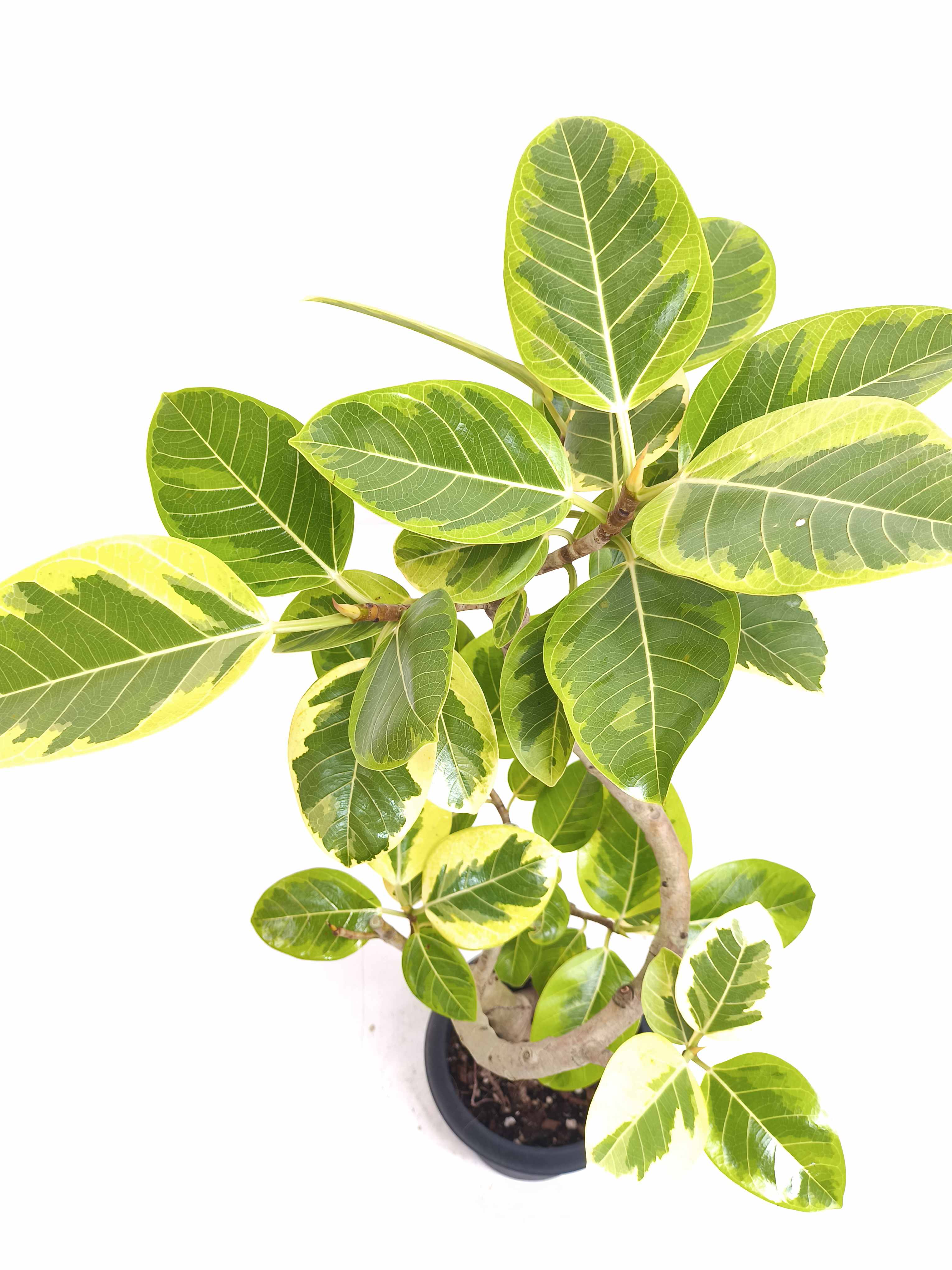 フィカス・アルテシマ6号の現品商品 | 観葉植物通販AONOKI（あお