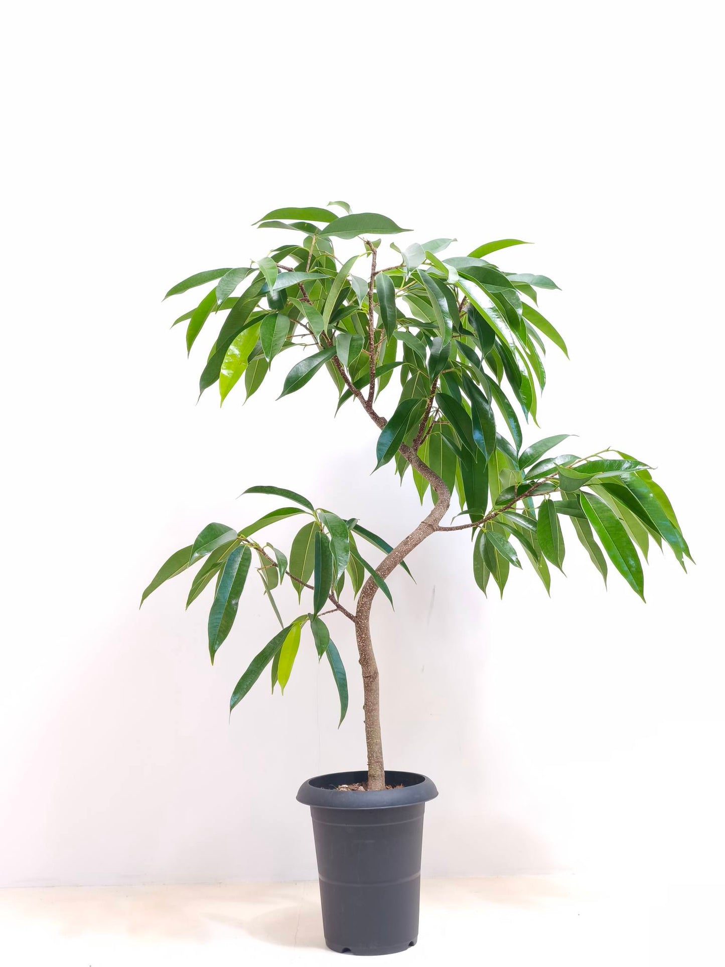現品商品＠5 アムステルダム 6号（高さ:100cm、幅:76cm）
