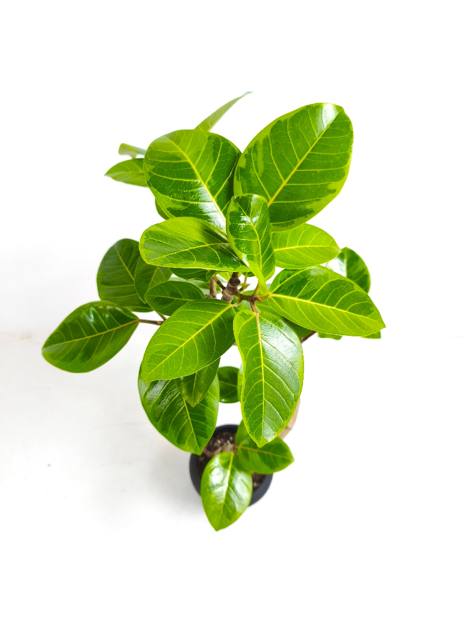 現品商品@1 アルテシマ 6号（高さ：94cm、幅：49cm）