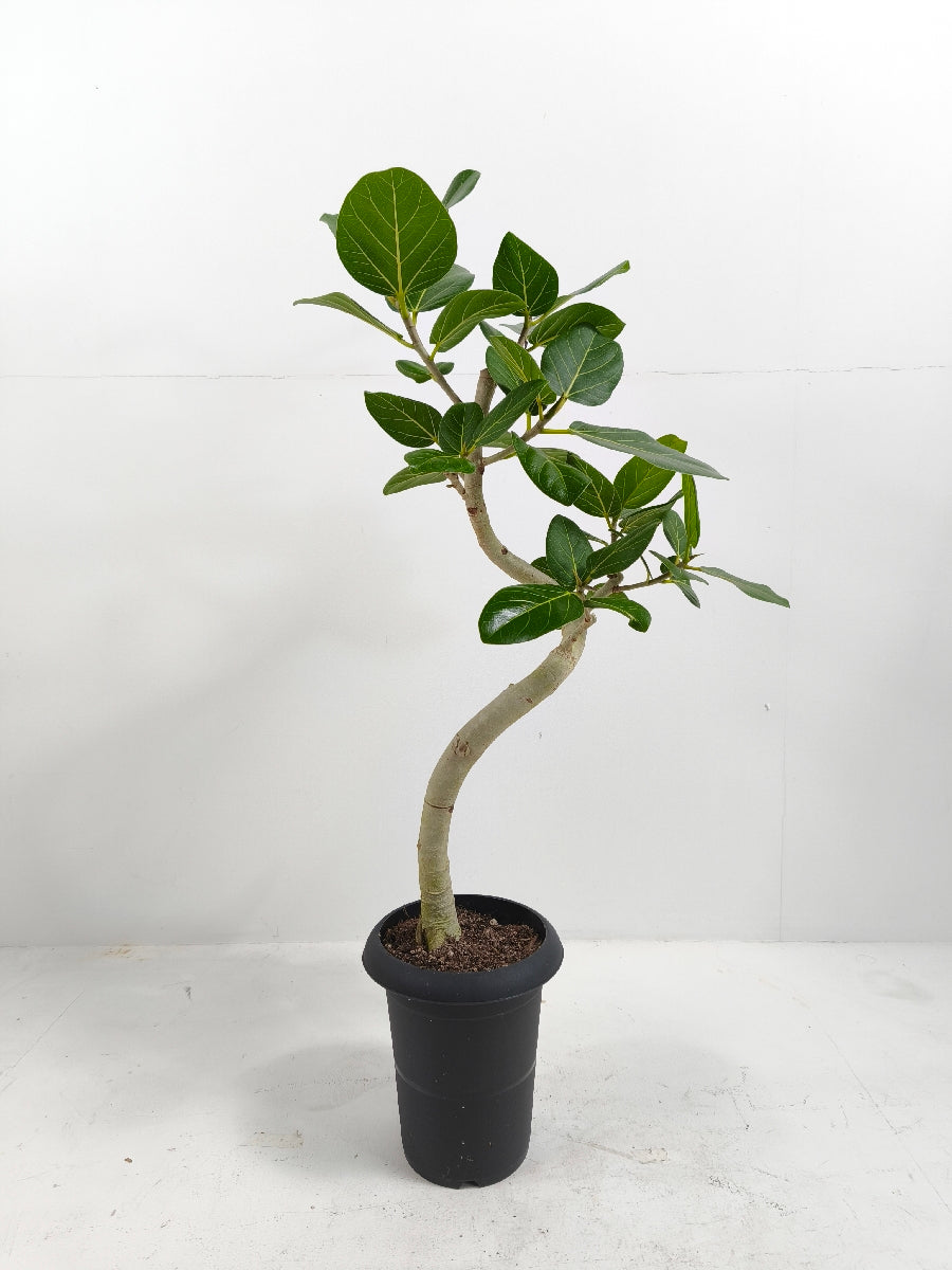 ベンガレンシスの通販 | 観葉植物の通販はAONOKI（あおのき）