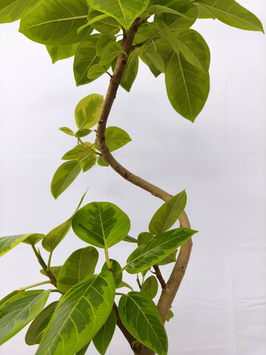 現品商品＠11 アルテシマ 8号（高さ：130cm、幅：60cm）