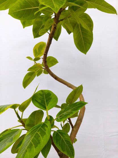 現品商品＠11 アルテシマ 8号（高さ：130cm、幅：60cm）