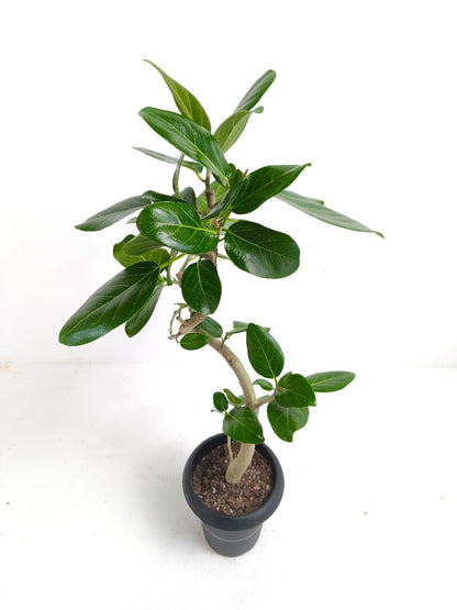 現品商品@9 ベンガレンシス 6号（高さ：84cm、幅：38cm）