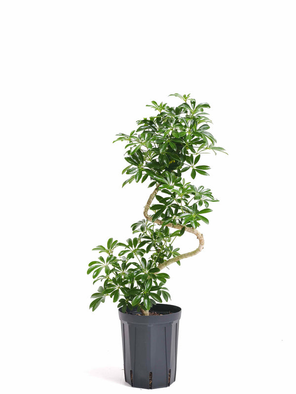 現品商品@2 カポック・コンパクタ 5号（高さ：67cm、幅：35cm）