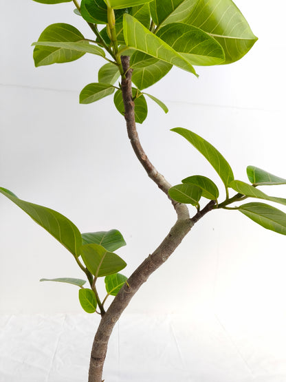 現品商品@4 アルテシマ 6号（高さ：88cm、幅：45cm）