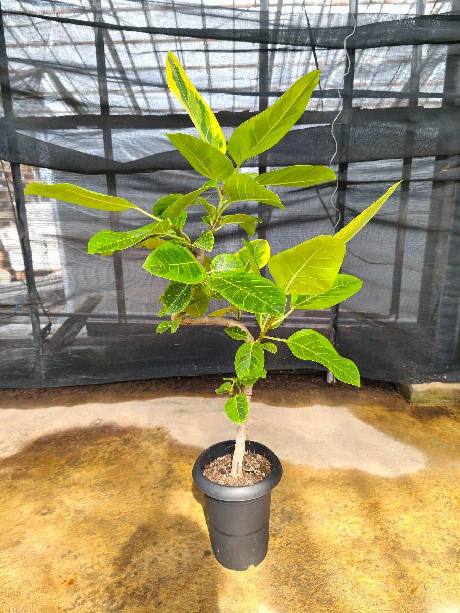 フィカス・アルテシマ6号の現品商品 | 観葉植物通販AONOKI（あおのき）